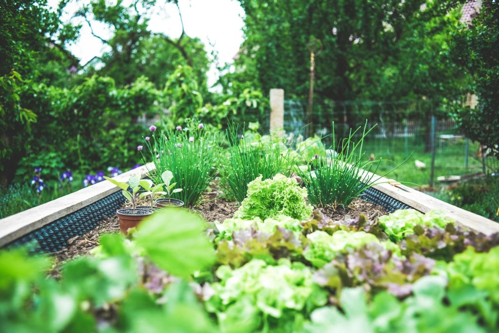 potager pour economies