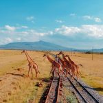 Astuces pour Économiser sur Votre Safari en Tanzanie